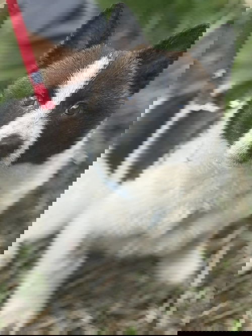 Scout