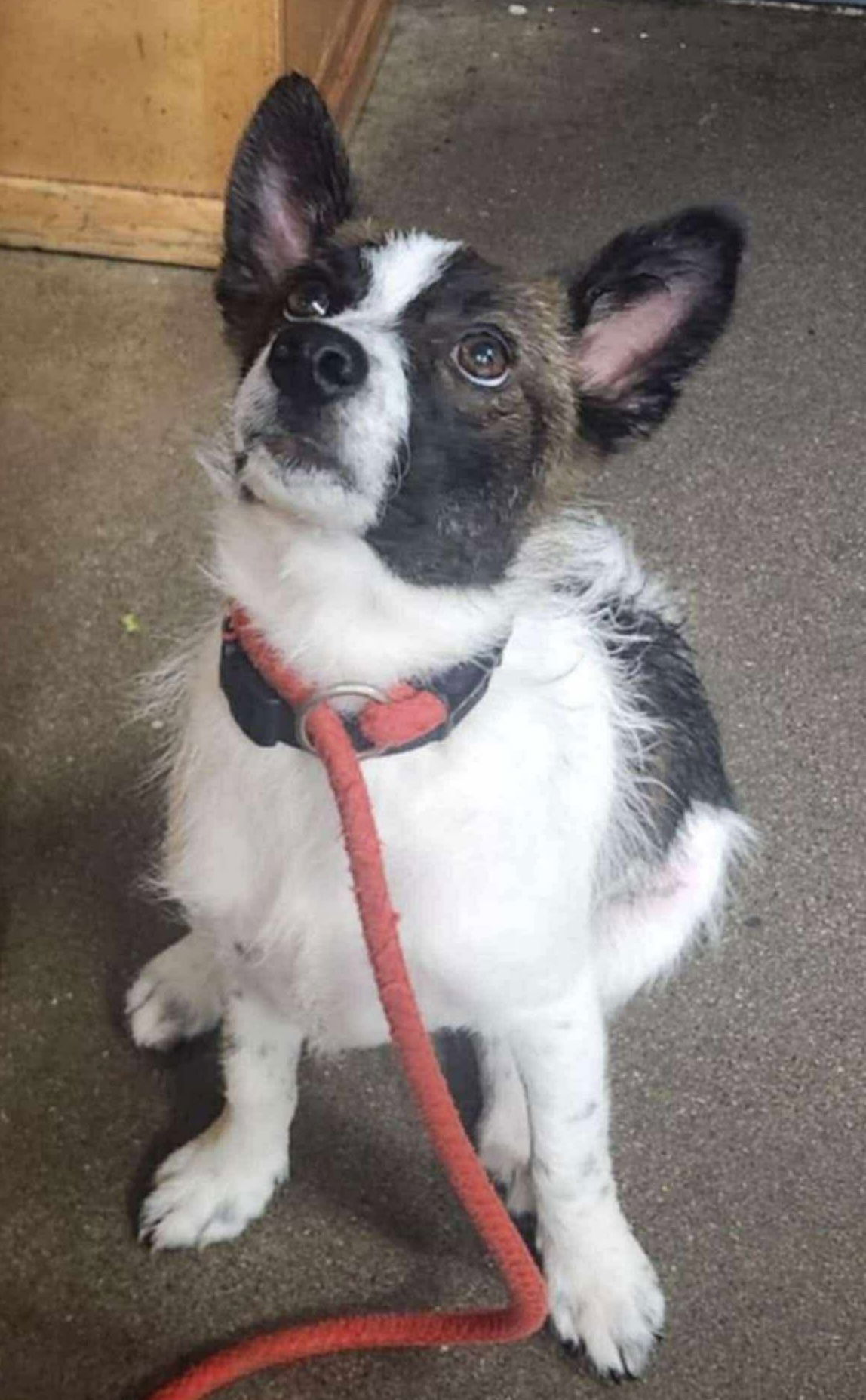adoptable Dog in Ashville, OH named Scout