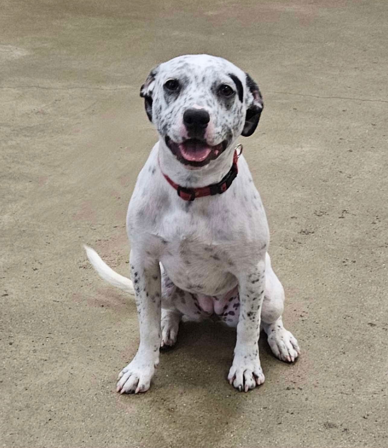 adoptable Dog in Ashville, OH named Polo