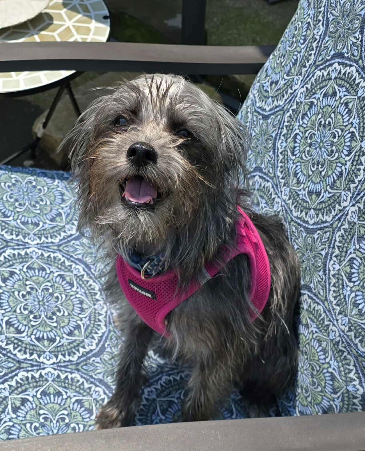 adoptable Dog in Ashville, OH named Macy