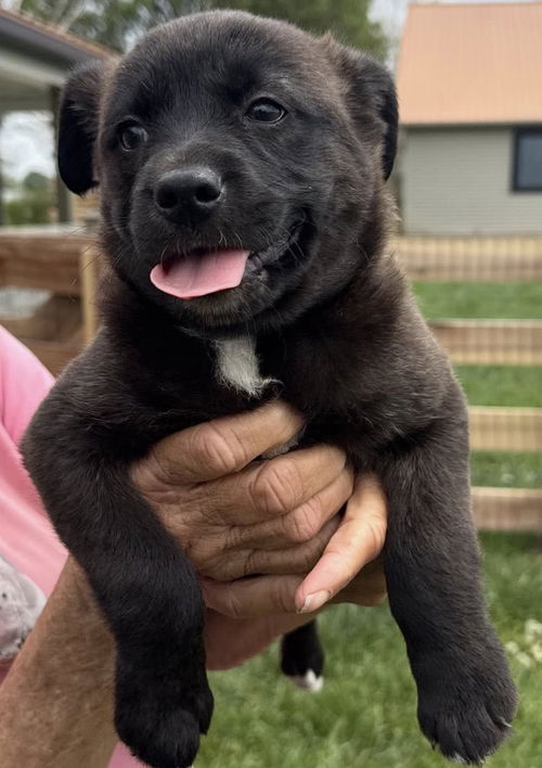 Jurassic Park Pups - Echo