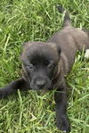 Jurassic Park Pups - Echo