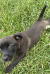 Jurassic Park Pups - Echo