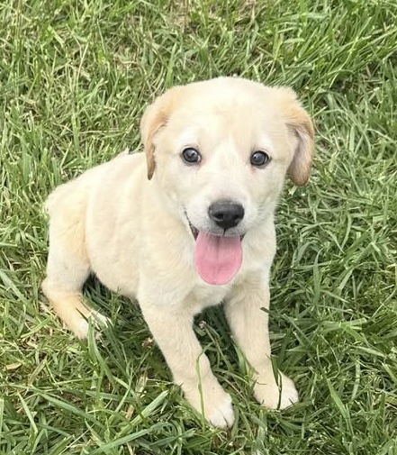 Jurassic Park Pups - Delta