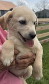 Jurassic Park Pups - Delta