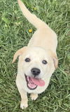 Jurassic Park Pups - Delta