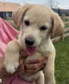 Jurassic Park Pups - Delta