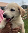 Jurassic Park Pups - Delta