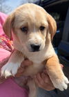 Jurassic Park Pups - Maverick