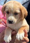 Jurassic Park Pups - Maverick