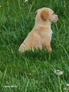 Jurassic Park Pups - Maverick