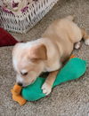 Jurassic Park Pups - Maverick