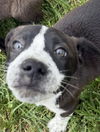 Jurassic Park Pups - Blue