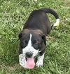 Jurassic Park Pups - Blue