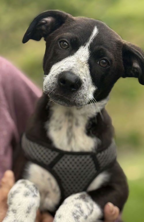 Jurassic Park Pups - Blue