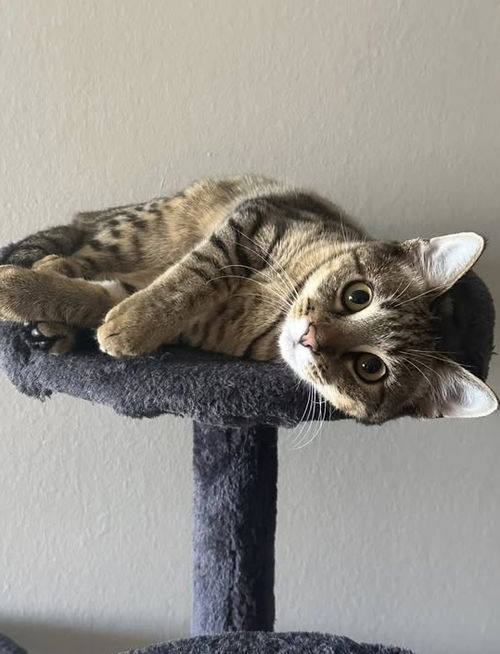 Bugs (Kitty)