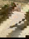 Rueben
