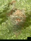 Rueben