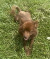 Rueben