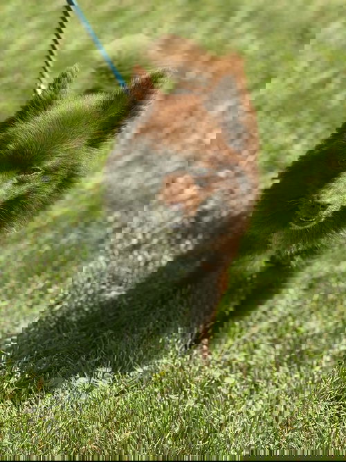Rueben