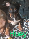 Huey
