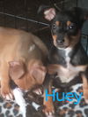 Huey