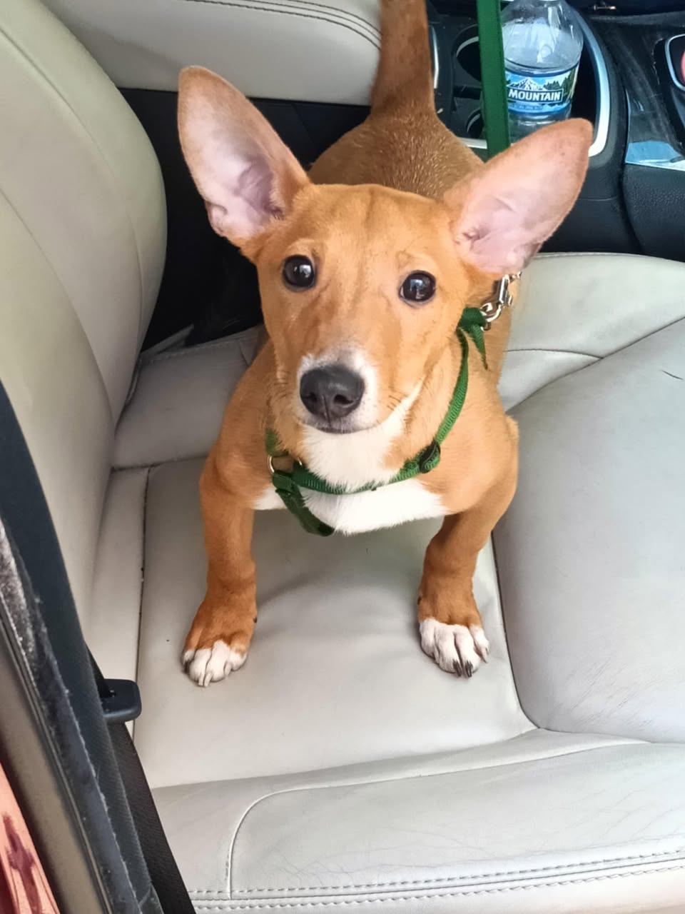 adoptable Dog in Ashville, OH named Dewey