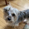 Miss Lilly