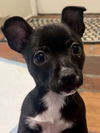 Gabby's Puppies - Glenda