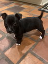 Gabby's Puppies - Glenda