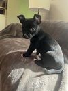 Gabby's Puppies - Glenda