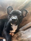 Gabby's Puppies - Glenda