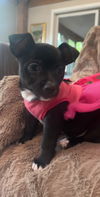 Gabby's Puppies - Glenda
