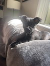 Gabby's Puppies - Gigi