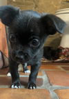 Gabby's Puppies - Gigi