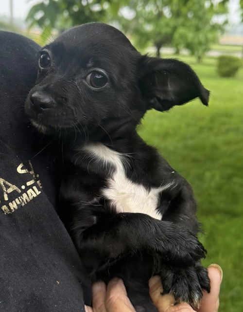 Gabby's Puppies - Giselle