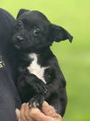 Gabby's Puppies - Giselle