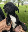 Gabby's Puppies - Grant