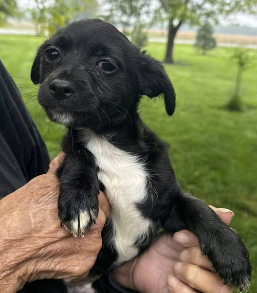 Gabby's Puppies - Grant
