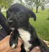 Gabby's Puppies - Grant