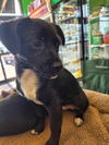 Gabby's Puppies - Grant