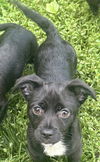 adoptable Dog in Ashville, OH named Gabby