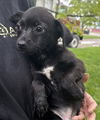 Gabby's Puppies - Gabe