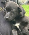 Gabby's Puppies - Gabe