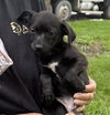 Gabby's Puppies - Gabe
