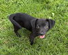 Gabby's Puppies - Gabe