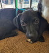 Gabby's Puppies - Gabe