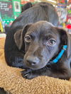 Gabby's Puppies - Gabe