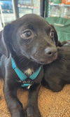 Gabby's Puppies - Gabe