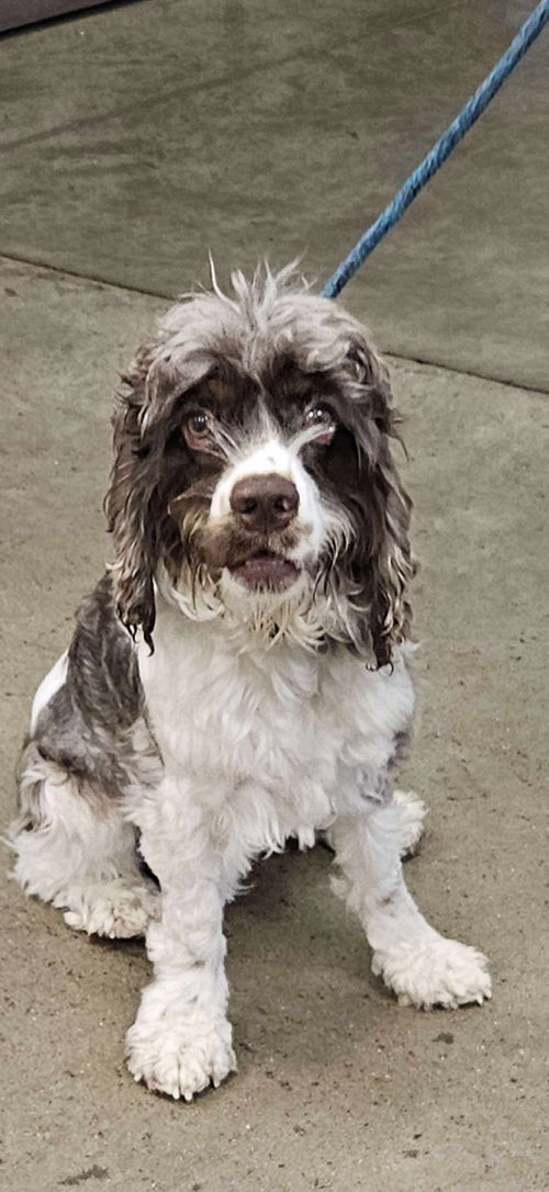 Bosco